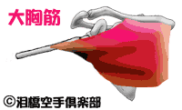 大胸筋