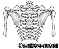 肩甲骨
