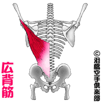 広背筋