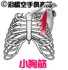 小胸筋