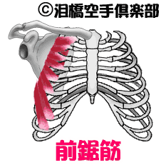 前鋸筋